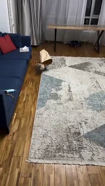 Bengal Cat Gets Bag Stuck on Head