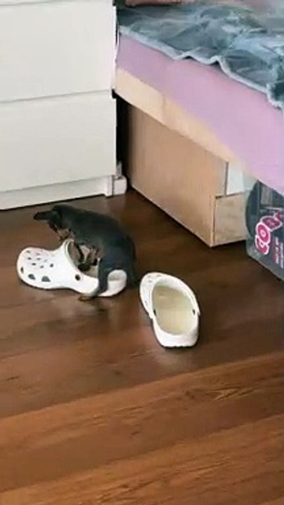 Tiny Dog Curls Up Inside Croc
