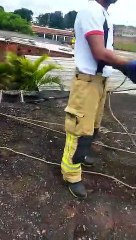 Mula é resgatada no telhado de uma residência no Gama