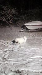 Samoyed Puppy Sees Snow for First Time