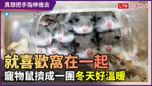 就是喜歡窩在一起！寵物鼠擠成一團 整個冬天都溫暖了起來