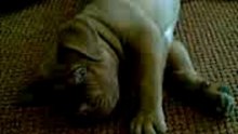 Schattig