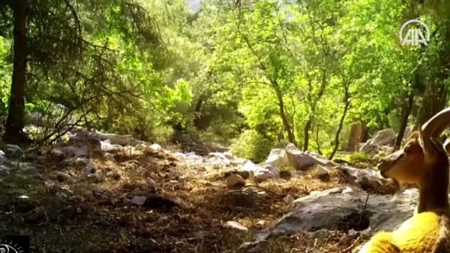 Yaban keçilerinin boynuz mücadelesi fotokapanlara yansıdı