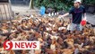Chicken supply to stabilise in February, says Kiandee