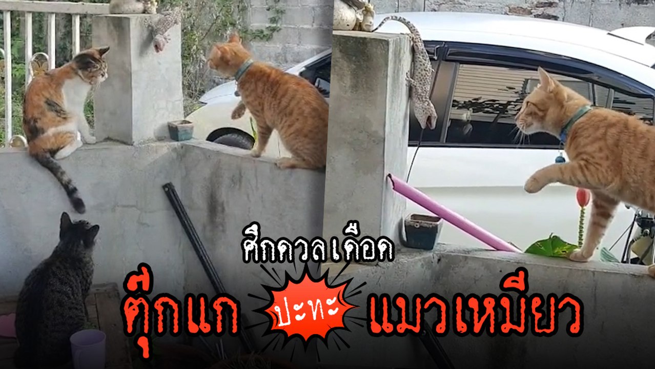 ศึกเดือด 3 ล้านวิว ! ตุ๊กแก VS แมว ฝ่ายหนึ่งตบ...