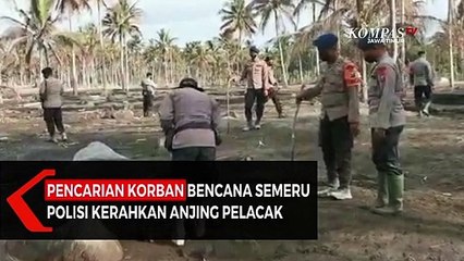 Pencarian Korban Bencana Semeru Polisi Kerahkan Anjing Pelacak