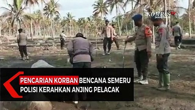 Pencarian Korban Bencana Semeru Polisi Kerahkan Anjing Pelacak