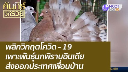 พลิกวิกฤตโควิด-19 เพาะพันธุ์นกพิราบอินเดีย ส่งออกประเทศเพื่อนบ้าน : คัมภีร์วิถีรวย (14 ธ.ค. 64)