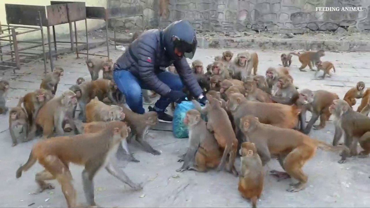 Monkey love peas 