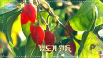 빨간 ❛○○○❜으로 겨울철 혈관 관리 해결-★ TV CHOSUN 211214 방송