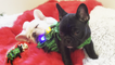 'Adorable Frenchie puppies posing for a Christmas-themed photoshoot'