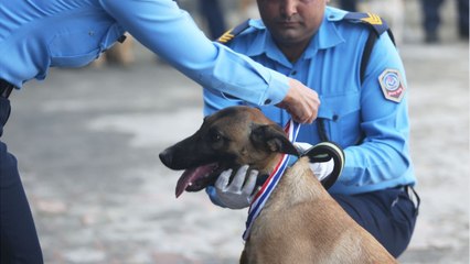 voici La fille de Claude Barzotti accusée de maltraiter ses chiens : la glaçante découverte de la police