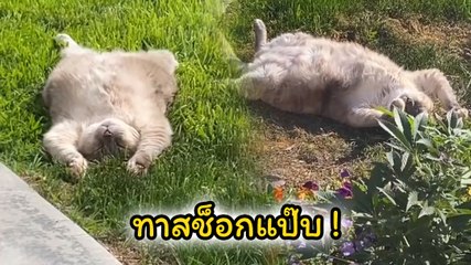 ใจหล่นตุ้บ.. เมื่อทาสเจอน้องแมวนอนนิ่งกลางแดด แต่พอดูใกล้ ๆ ที่ไหนได้
