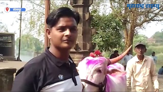 Bullock Cart Race : कोल्हापुरात गुलाल उधळून कोल्हापुरात साजरा केला गेला जल्लोष