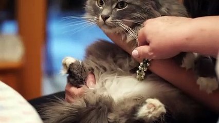 Baby Cat | Funny Cats | Cute Cats | AR Studio