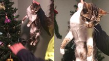 'Troublesome cat rescued by owner after getting stuck in Christmas tree '