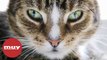 Científicos crean un cuestionario para averiguar si tu gato es un psicópata