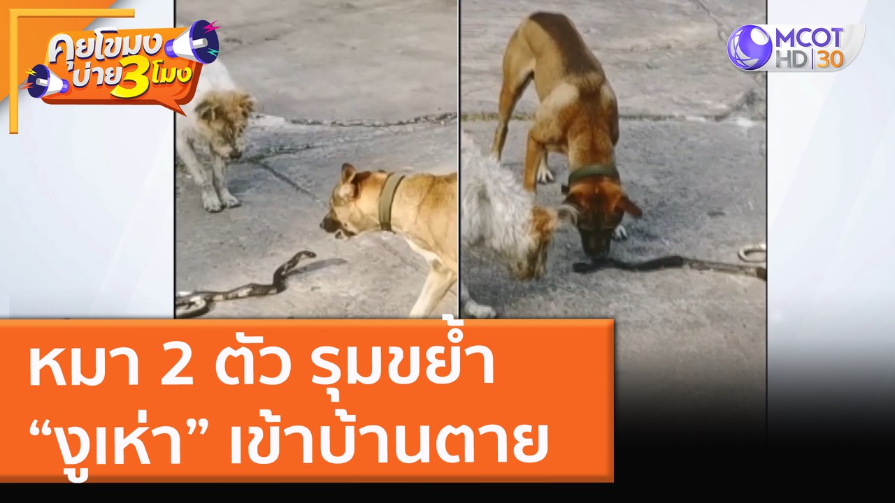 หมา 2 ตัว รุมขย้ำ “งูเห่า” เข้าบ้านตาย (16 ธ.ค. 64) คุยโขมงบ่าย 3 โมง
