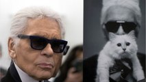 VOICI - Mort de Karl Lagerfeld : qui va récupérer sa chatte, Choupette ?
