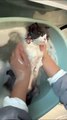 Cat Shower Time | Funny Cats | Cute Cats | AR Studio