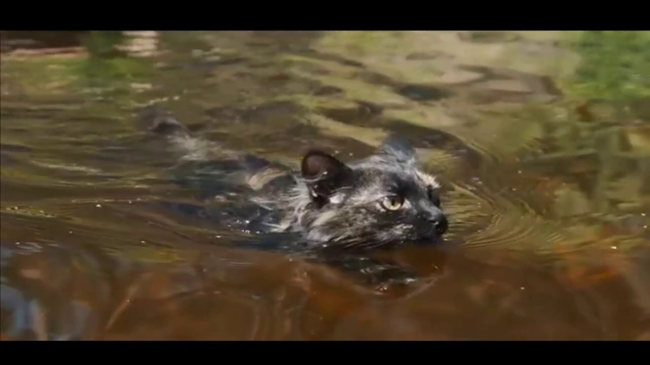 Cat Swimming - cat swimming in pool