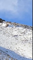 KÖY YAKININA İNEN DAĞ KEÇİLERİNİ GÖRÜNTÜLEDİLER