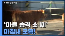 '마을 습격 소 떼' 마침내 포획...다시 찾아온 평화 / YTN