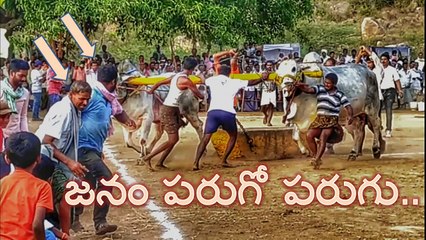 The village bull racing ! Bull racing in guntur