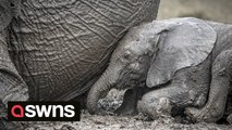 Amusing footage shows mother elephant and her young calf wallowing in mud and breaking wind