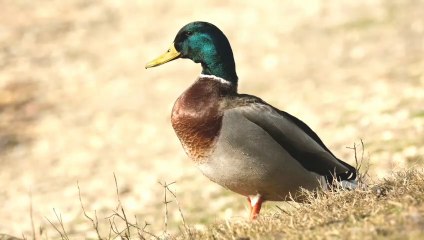 Animal interesting 20  amazing facts in hindi video