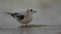 Une mouette très rare venue de l'Arctique a trouvé refuge près de Dunkerque