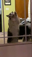 Cat Trying to Eat Through Glass Door