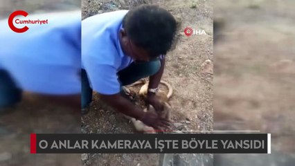 Maymuna suni teneffüs yapıp hayatını kurtardı