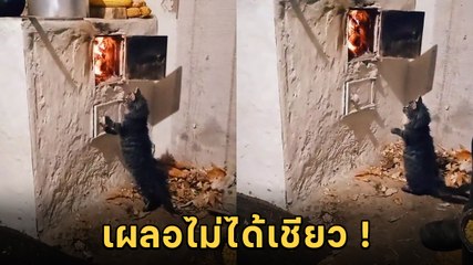 หวาดเสียว..เจ้าเหมียวน้อย เผลอเป็นไม่ได้ หนวดหายไปกี่เส้นแล้วนั่น