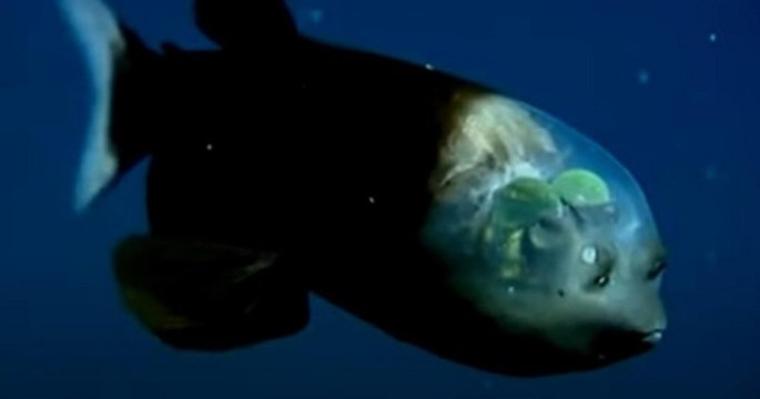 Californie : des biologistes marins découvrent un poisson à la tête transparente
