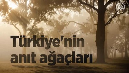 Türkiye'nin anıt ağaçları zamana meydan okuyor