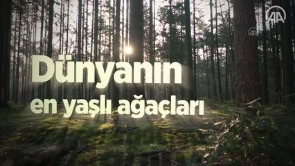 (VİDEO-GRAFİK) - Dünyanın çeşitli bölgelerindeki anıt ağaçlar tarihe tanıklık ediyor