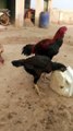 Roosters and hens video by kingdom of Awais