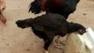 Roosters and hens video by kingdom of Awais