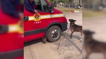 Çinli arama kurtarma köpeği emekli olan ekip arkadaşından ayrılamadı