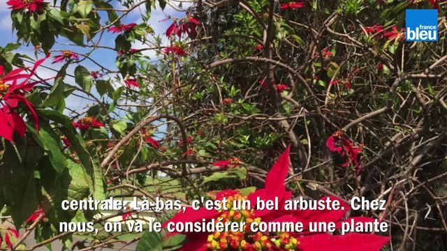 Roland Motte, jardinier : comment conserver le poinsettia ou Etoile de Noël