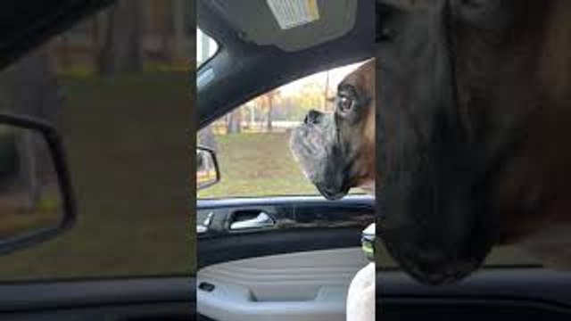 Boxer Bounces Beside Car