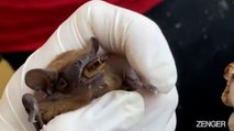 Pregnant Bats Get 'Fridges To Keep Them Cold Enough To Hibernate.mp4