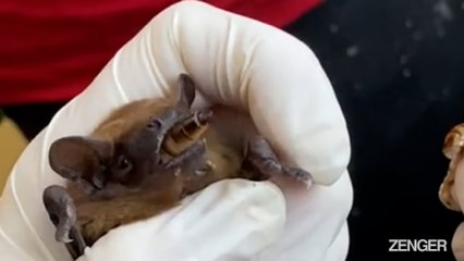 Pregnant Bats Get 'Fridges To Keep Them Cold Enough To Hibernate.mp4