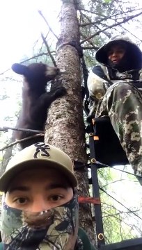 2 ours s'invitent dans une cabane de chasseurs