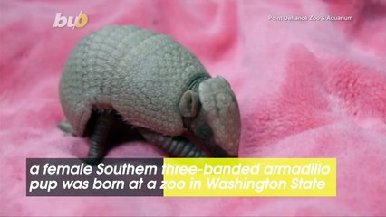 Armadillo Pup Named Segway Is the First Healthy Armadillo Born in a Washington State Zoo