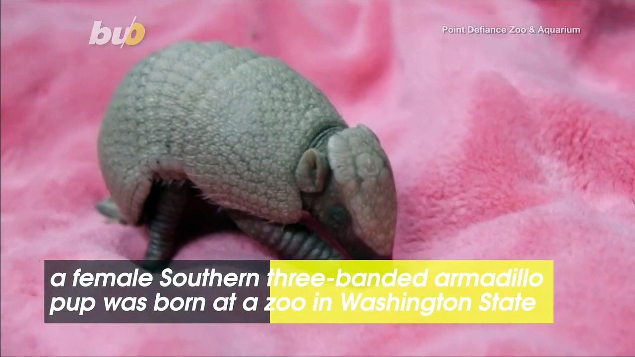 Armadillo Pup Named Segway Is the First Healthy Armadillo Born in a Washington State Zoo