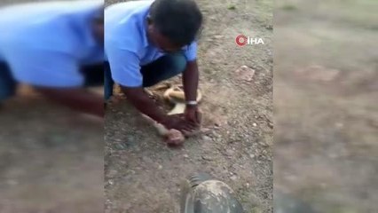 -Yeni Delhi'de Maymuna Suni Teneffüs Yapıp Hayatını Kurtardı