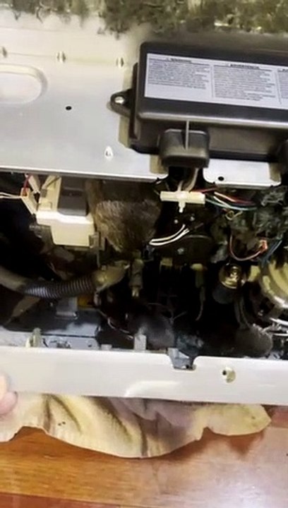 Dishwasher Infested by Rats