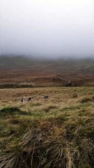Three Dogs Cross the Road Differently